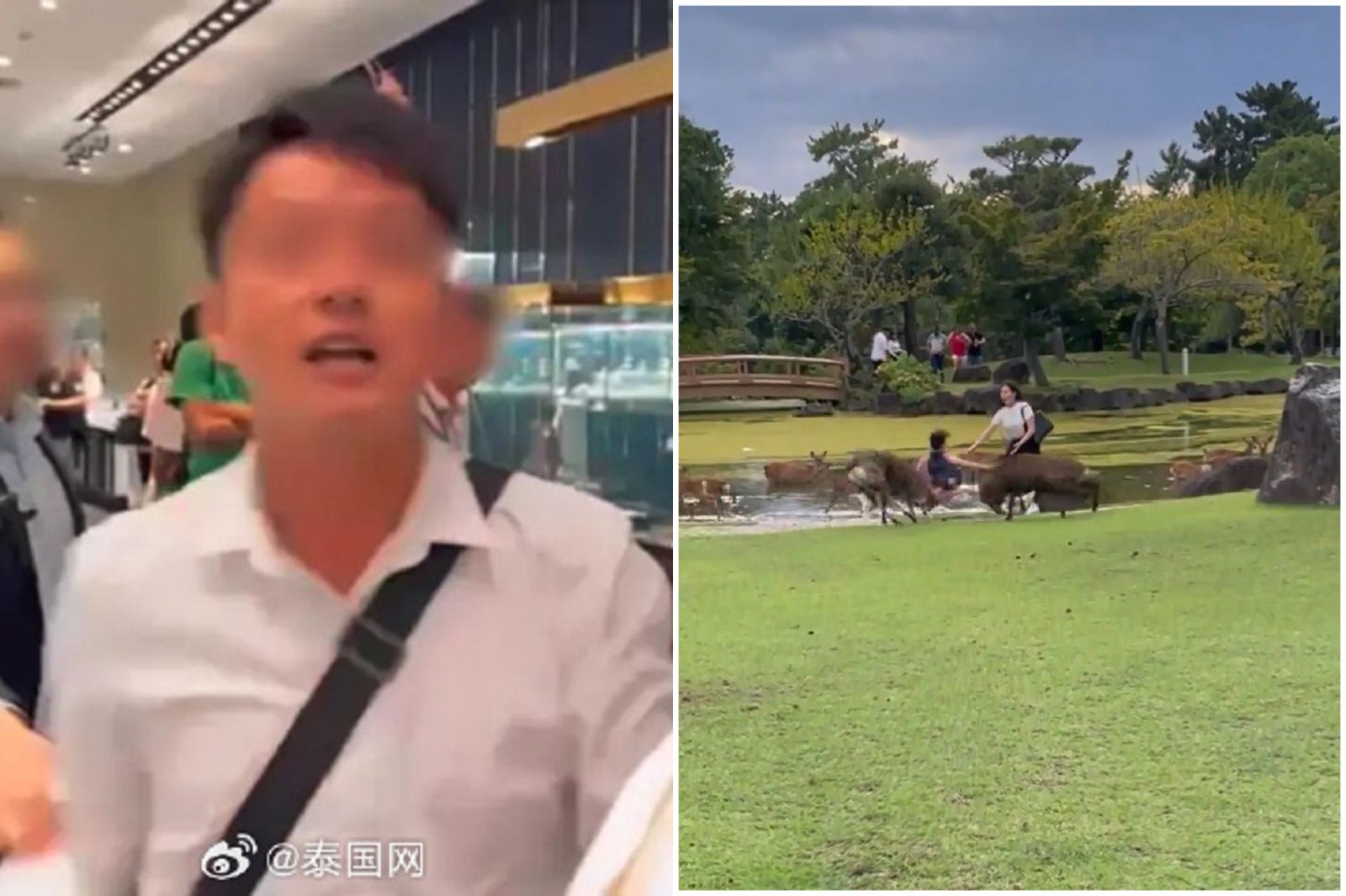 陸客犯太歲？遊泰國被導遊咆哮毆打　日本奈良遭鹿撞爆攻擊