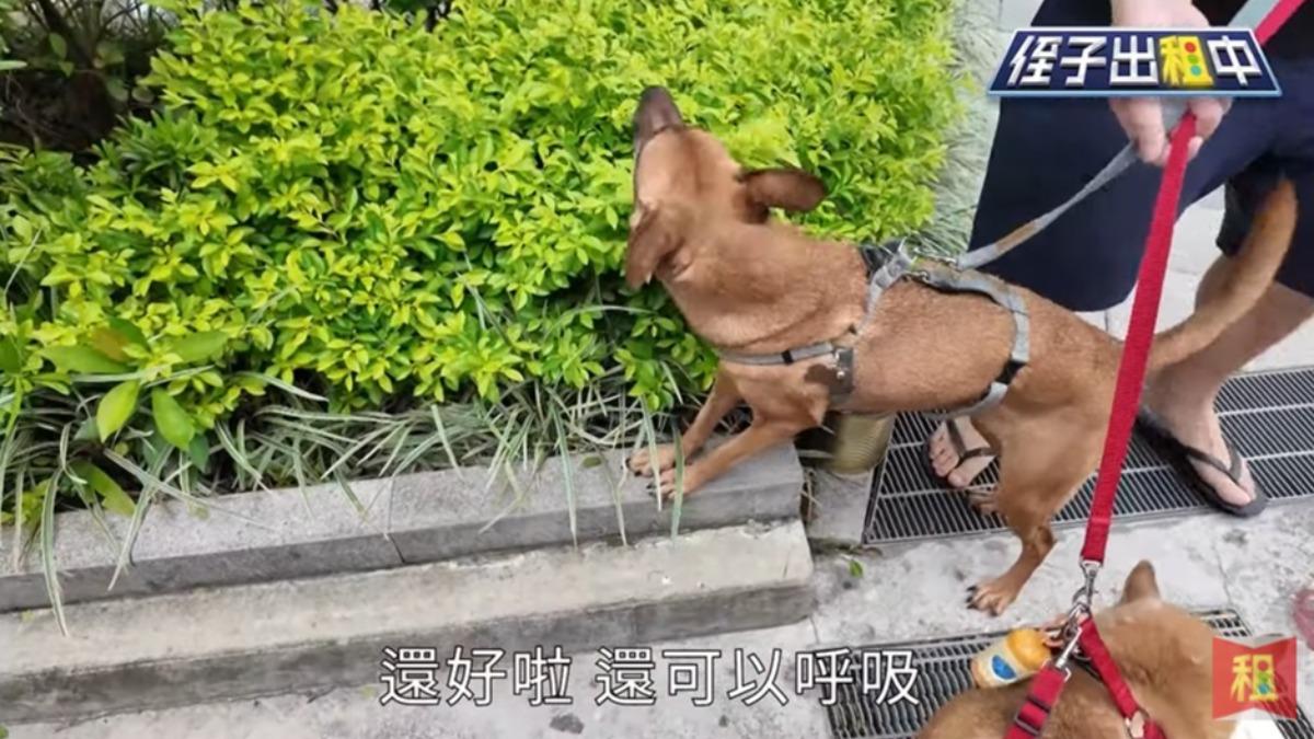 張敏慎歷經和羅時豐拆夥風波後,透過新影片分享近況。(圖/翻攝自不務正YA.侄子出租中YouTube)