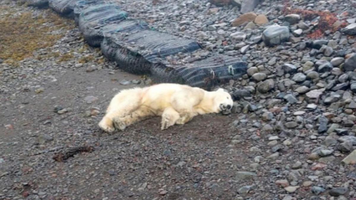北極熊「疑乘浮冰」罕見現蹤冰島！翻垃圾嚇壞居民　慘遭警射殺