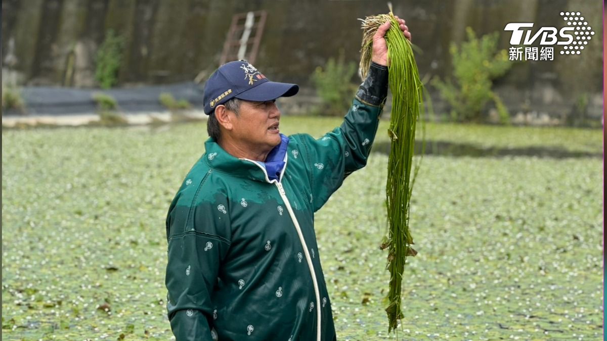 水雉會在野蓮田裡築巢生蛋。(圖/林雅婷攝)
