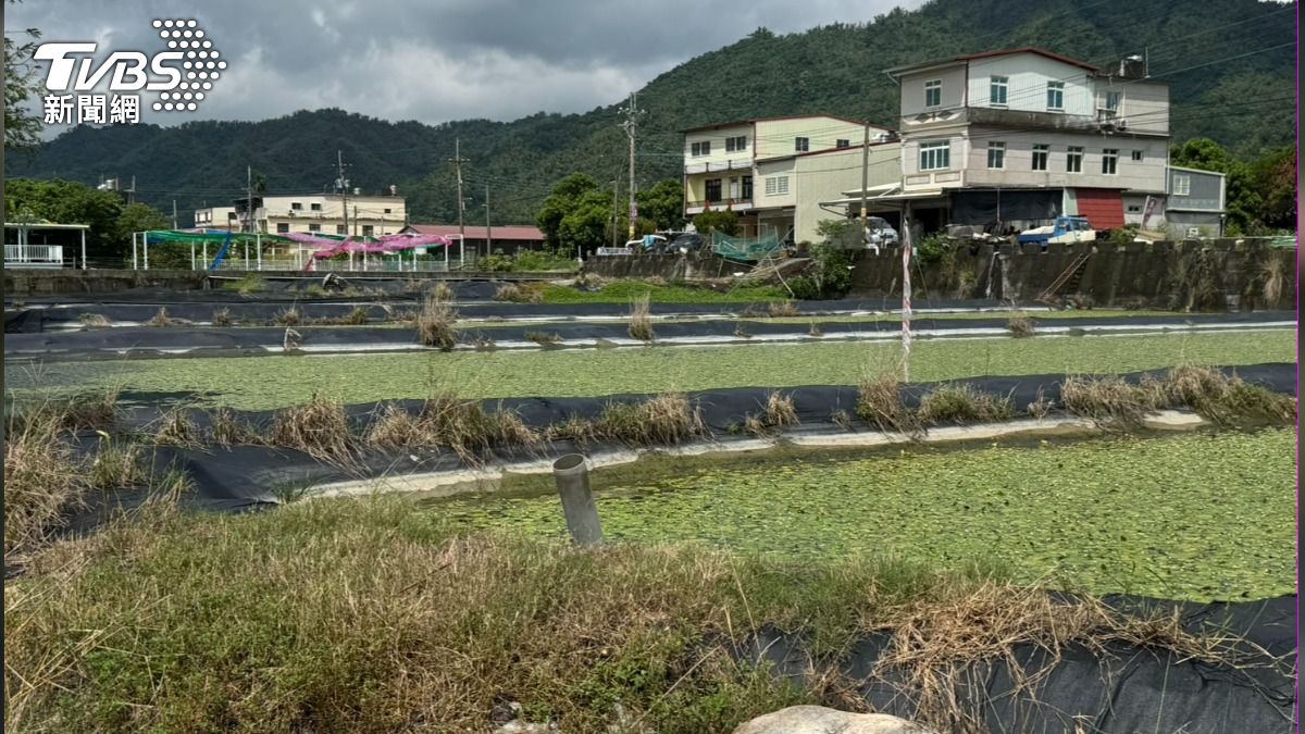 野蓮農民了解水雉及生態的重要後,觀念逐漸改變。(圖/林雅婷攝)