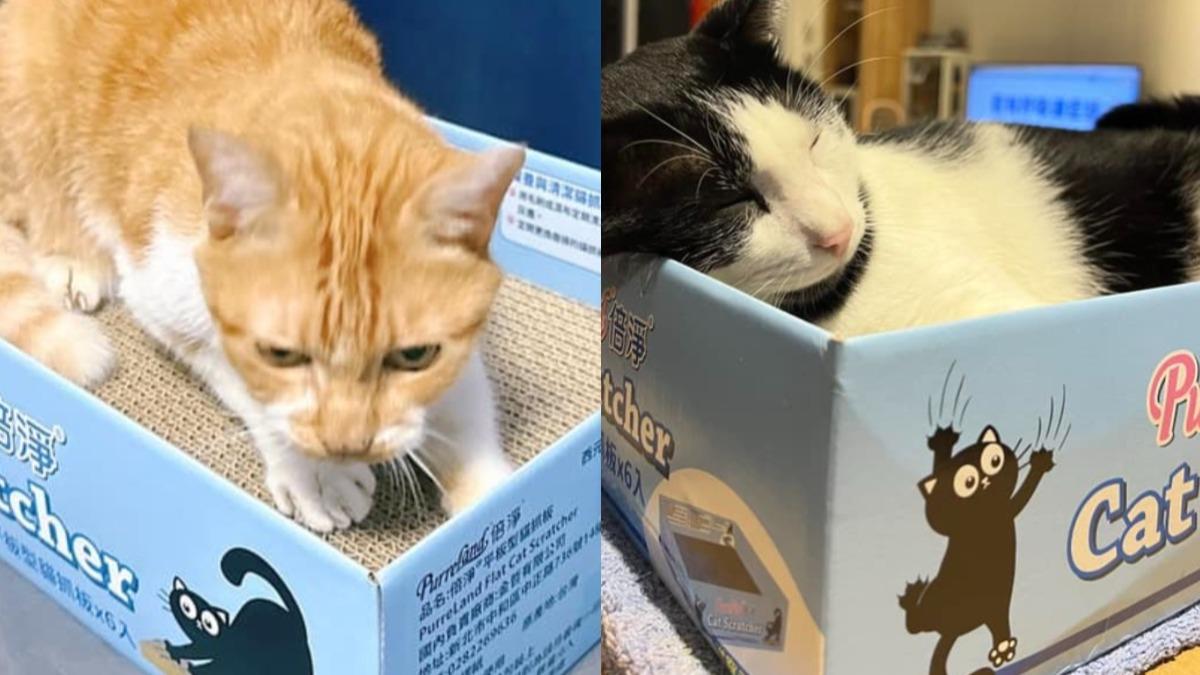 飼主曬出貓咪透過貓抓板釋放壓力。（圖／COSTCO 好市多 商品消費心得分享區）