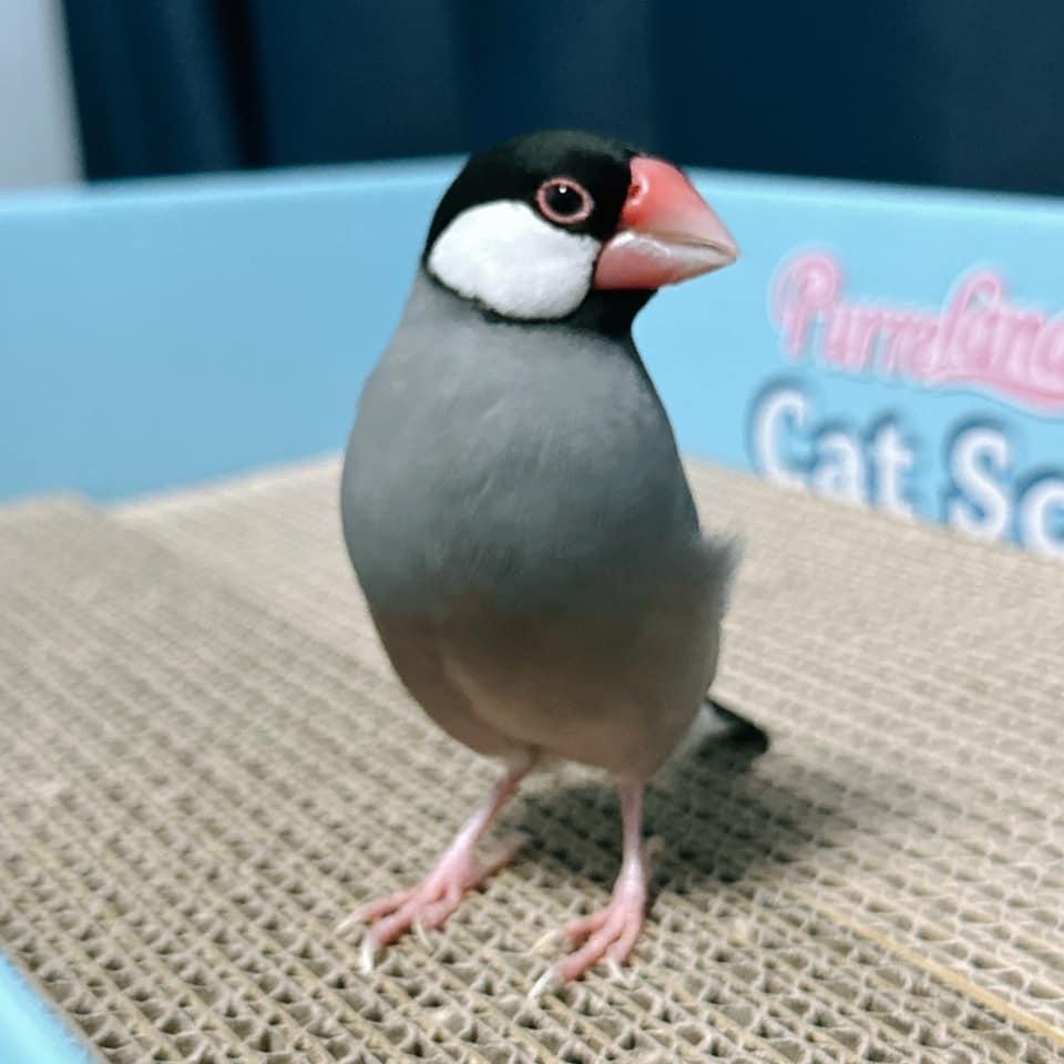 連文鳥也熱愛貓抓板。（圖／COSTCO 好市多 商品消費心得分享區）