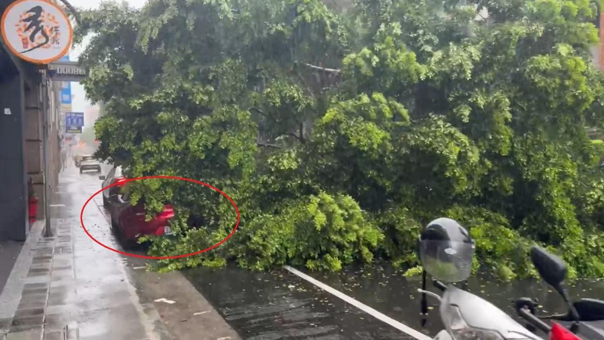 快訊／大雨侵襲！萬華路樹倒塌猛砸雙門跑車　雙載機車逃死劫