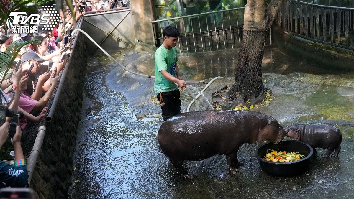 泰國侏儒河馬寶寶爆紅,吸引大批遊客湧入,替動物園賺進上千萬收入。(圖/達志影像美聯社)
