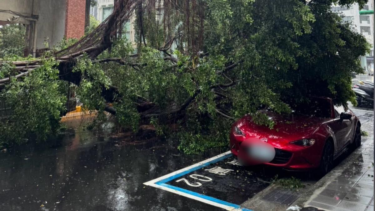 雨彈狂炸釀2樹倒、4積水!西門町福星國小「路樹壓損1車」