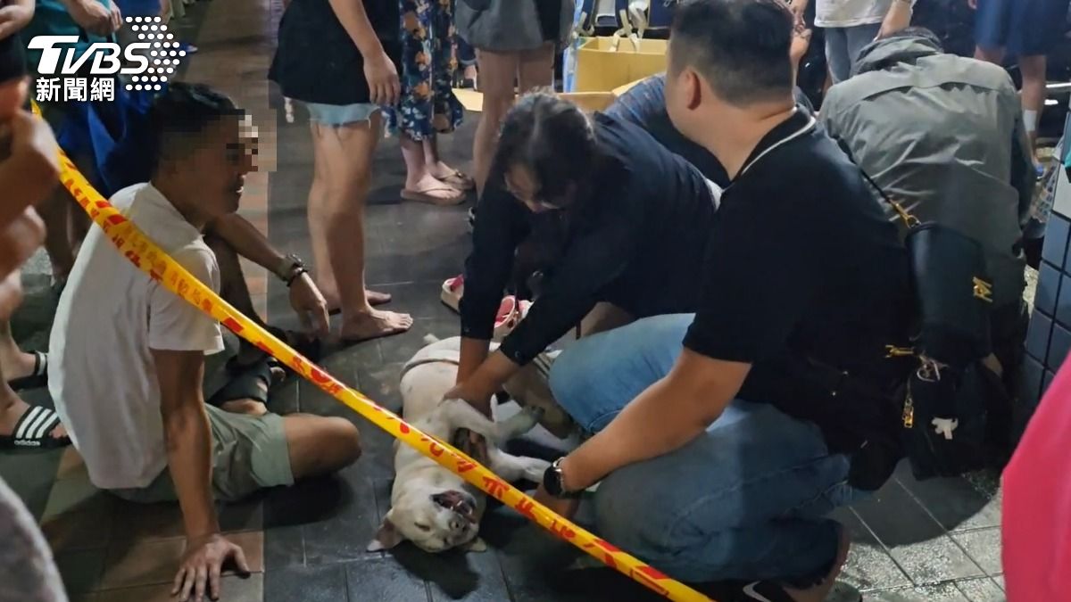 暗夜火警!汐止寵物店「4貓1狗葬火窟」 警消破門救1狗
