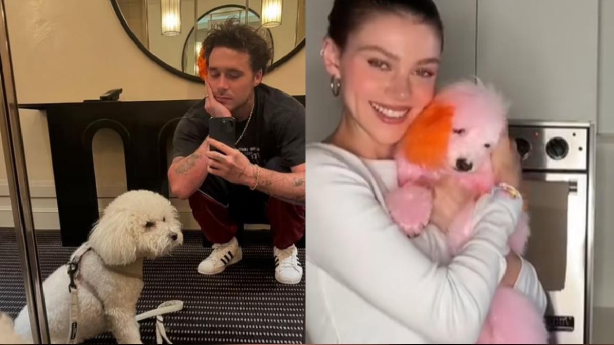 貝克漢長子又出事!把愛犬染成亮紫色 挨批虐待動物急刪文