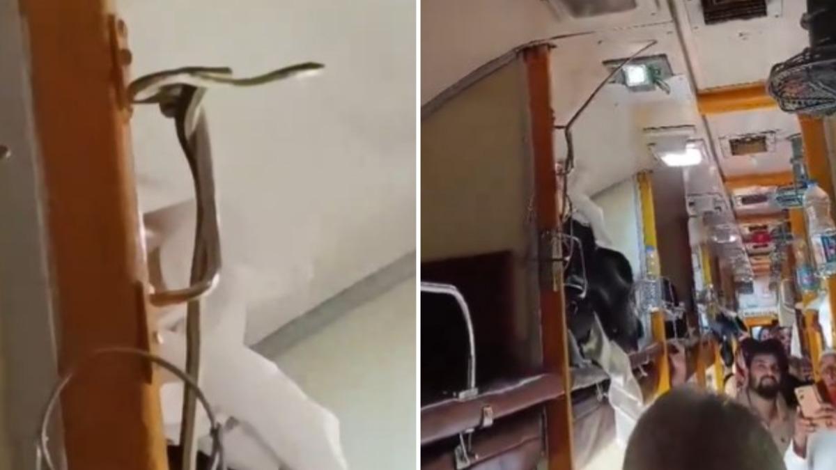 有片／火車上有蛇！乘客車廂內聽到嘶嘶聲抬頭　驚見牠纏欄杆上