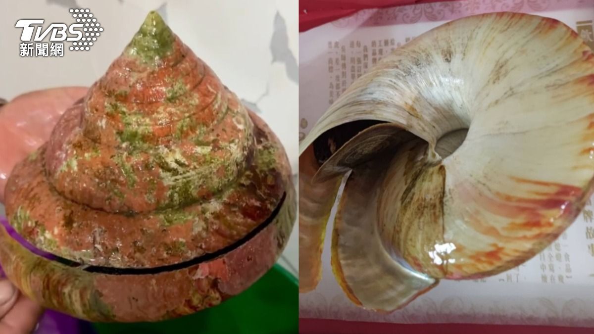 龍宮貝賣掉了!台北買家出價「12萬」成交:想要放生