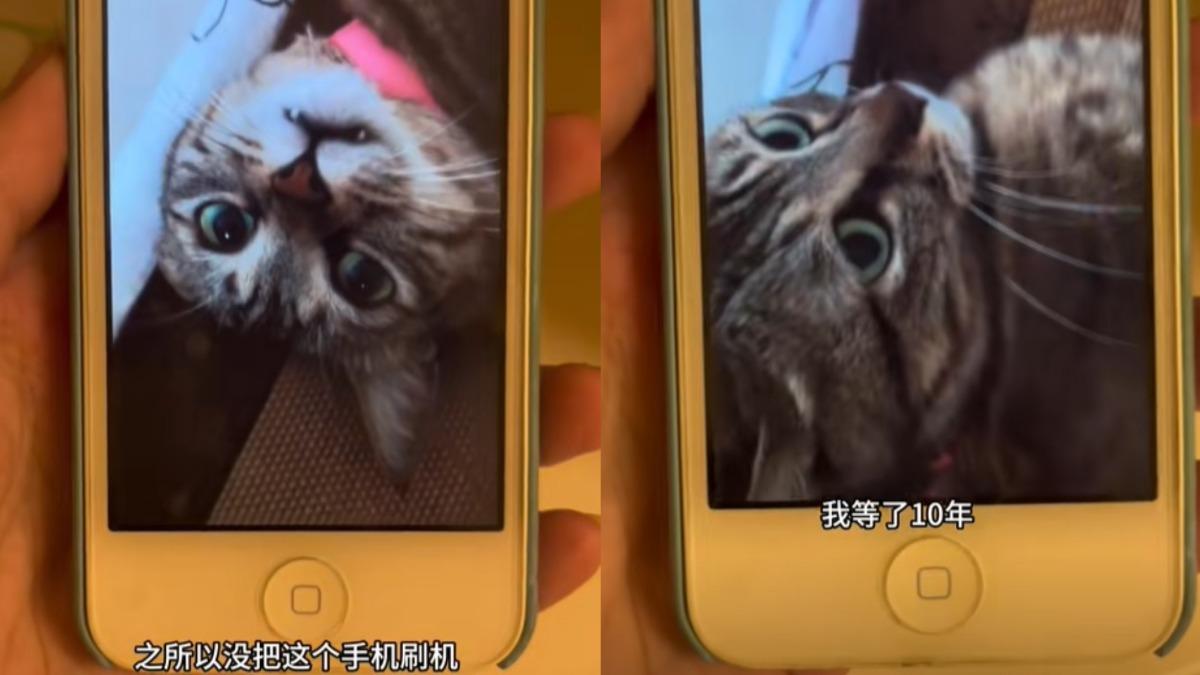 伊娜娜看見過世寵物貓的影片。(圖/翻攝自伊娜娜抖音)
