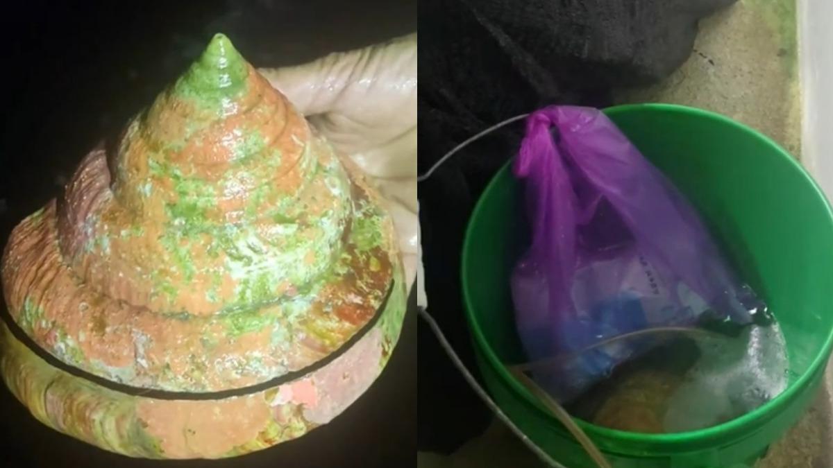 有片/龍宮貝回歸大海!活化石12萬賣出 漁民履約放生
