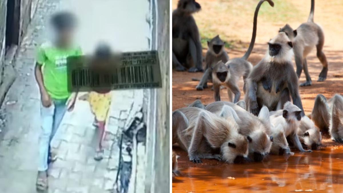 有靈性！印度噁男拐6歲童性侵　「猴群衝出」打跑他