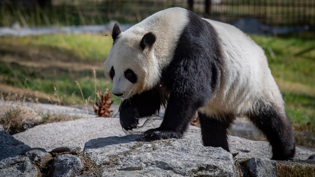 年燒5千萬!芬蘭動物園承認養不起貓熊 提前8年送還中國