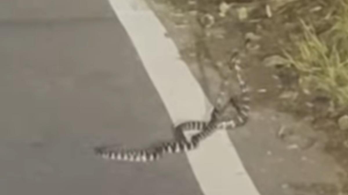 兩尾蛇在路邊激烈交纏。(圖/翻攝自嘉義綠豆大小事)