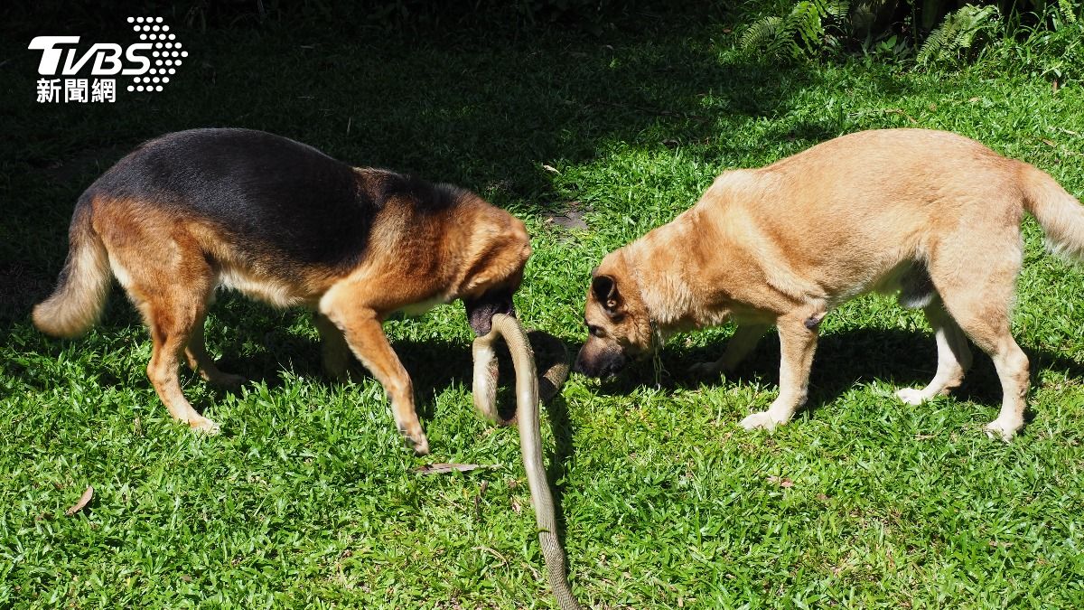 比特犬對決眼鏡王蛇!想救小主人 「撕咬狂甩」纏鬥畫面曝