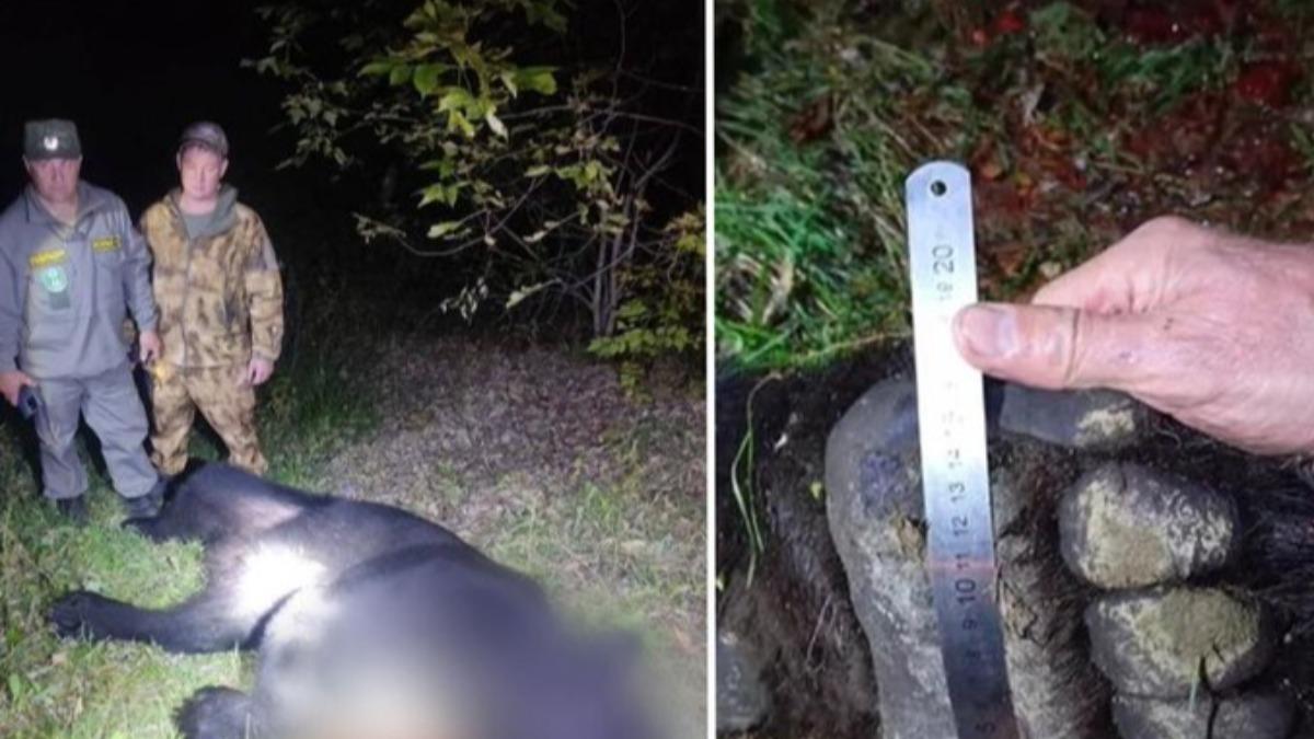 俄棕熊發狂屠殺35隻流浪狗!隔天再闖民宅殘忍咬死父子