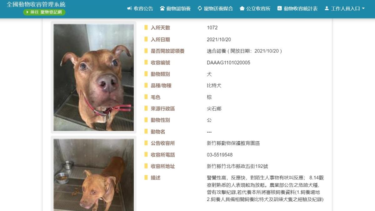 比特犬「尖石」資訊。(圖/翻攝自全國動物收容管理系統)