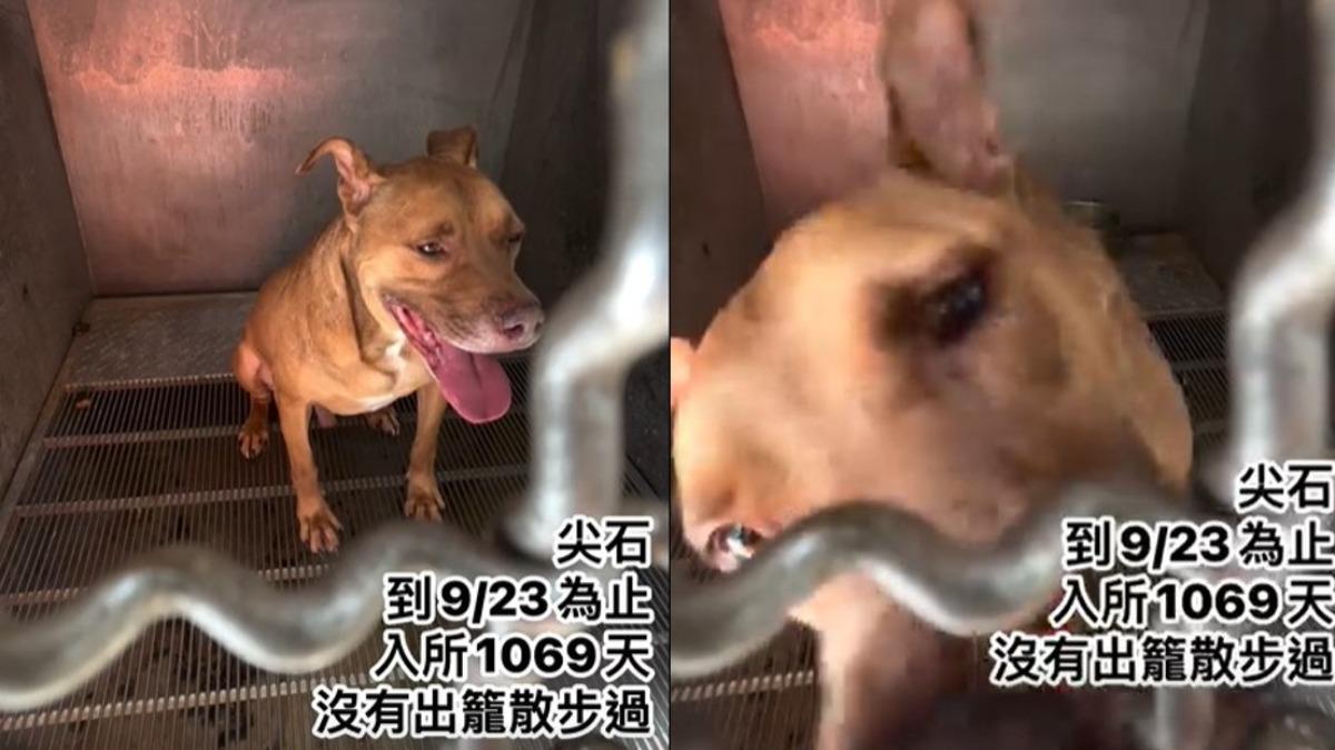 竹縣比特犬因咬死人 遭「收容千日」沒出籠!民眾為狗抱屈