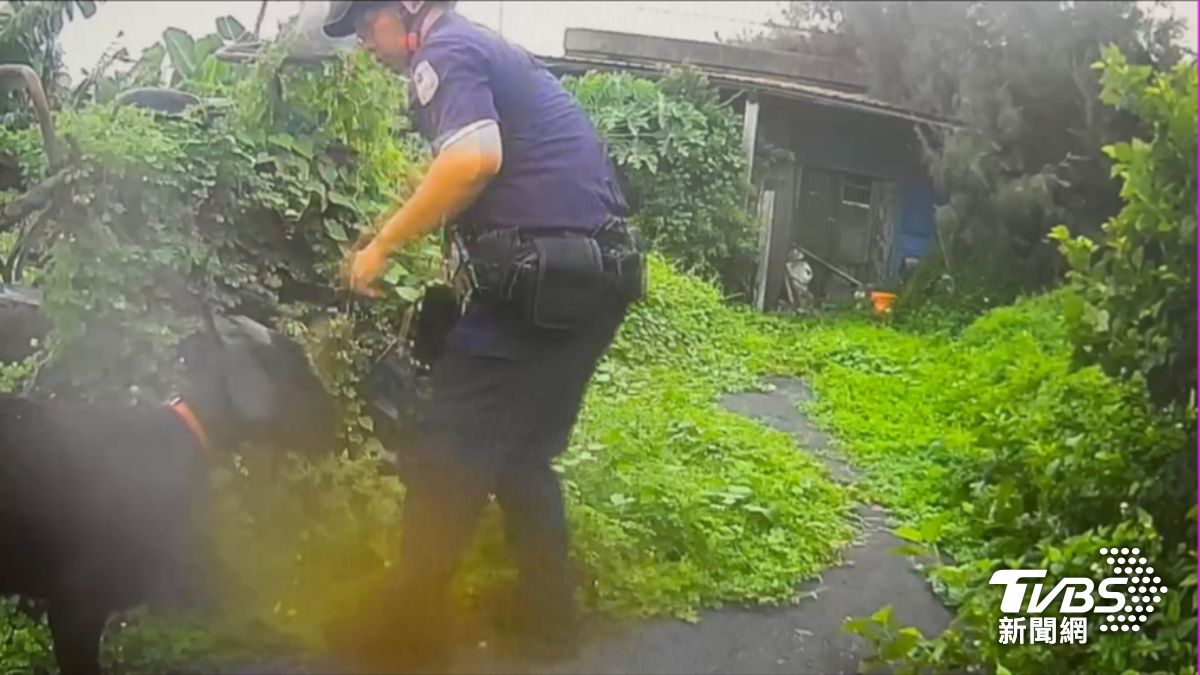 走失羊鬧民宅還偷吃!苦主綁緊求帶走 警「超暖舉動」感人結局曝