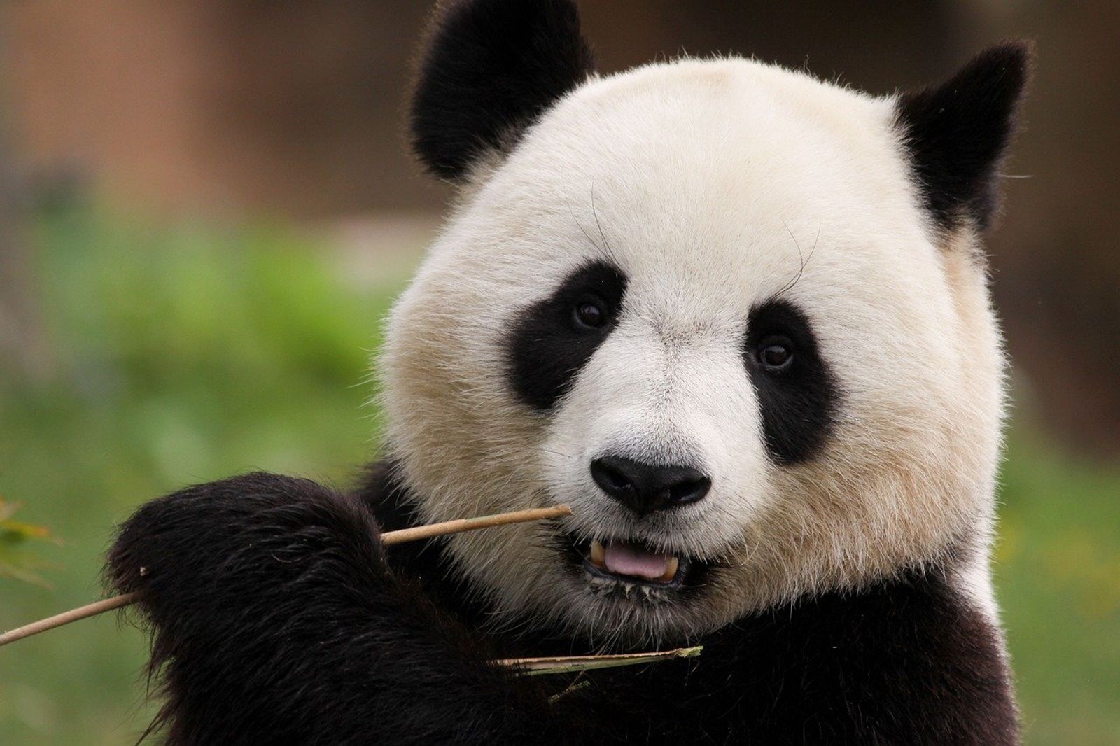廣東動物園染色鬆獅犬「山寨貓熊」！被發現硬拗不認錯