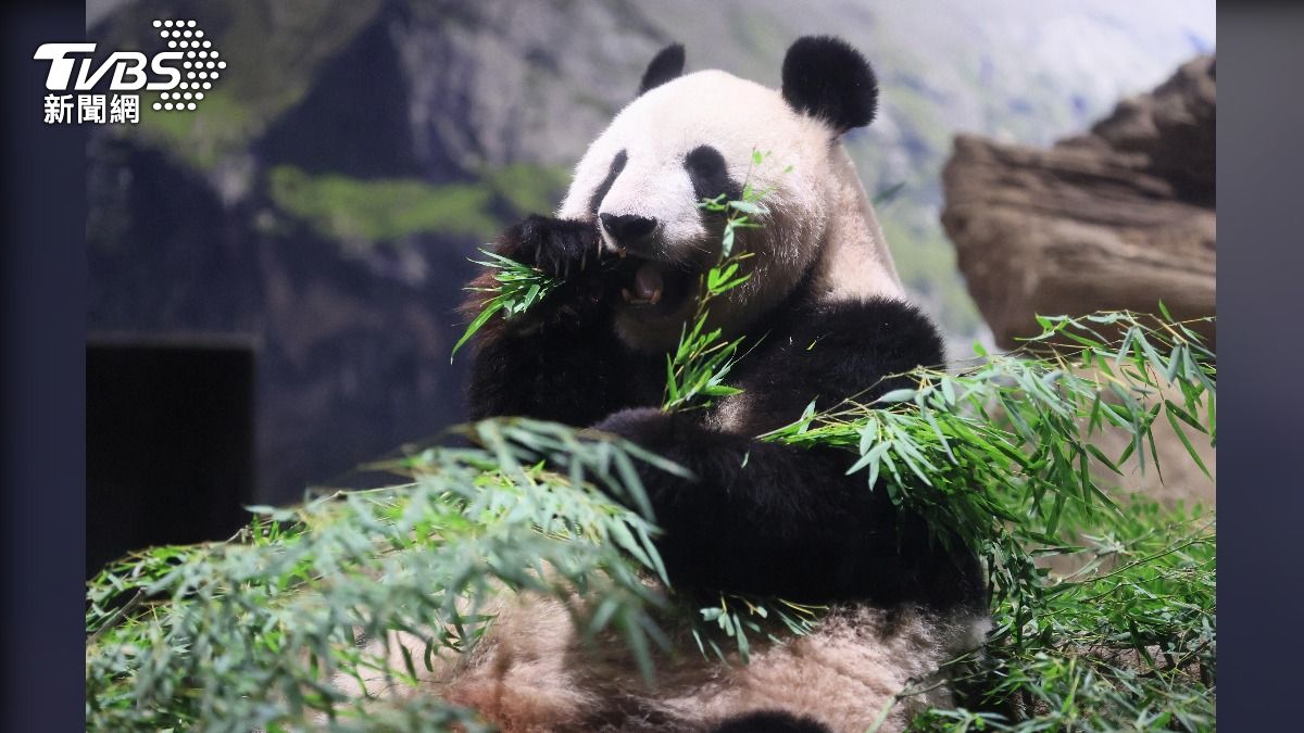 有片/大貓熊因病提前回歸中國 日本2千粉絲湧入園哽咽道別