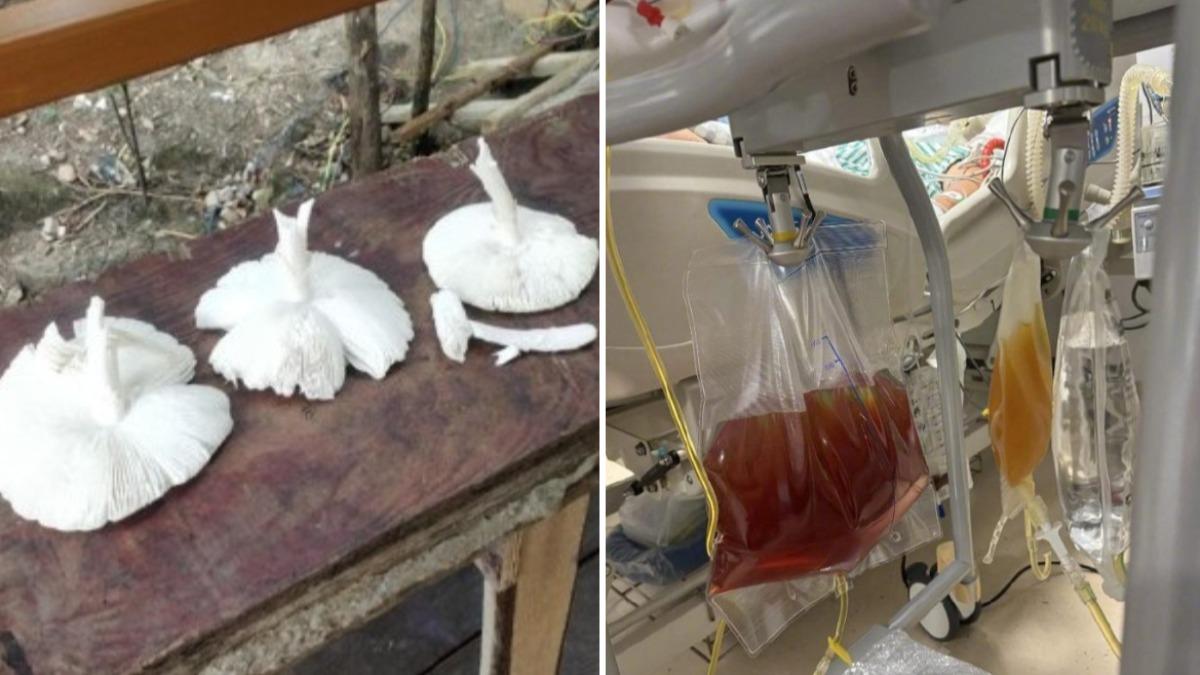 陸婦野外採8蘑菇捨不得吃　煮給老公害肝腎受損中毒險死