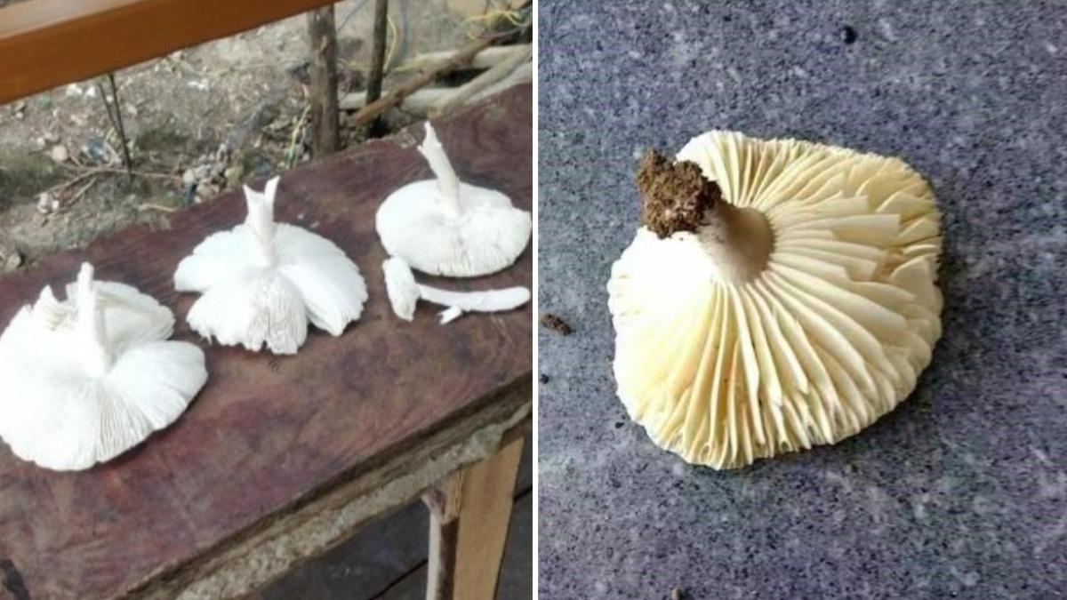 婦人採的蘑菇被識別為亞稀褶紅菇和白毒傘。(圖/翻攝自 微博 都市快報)