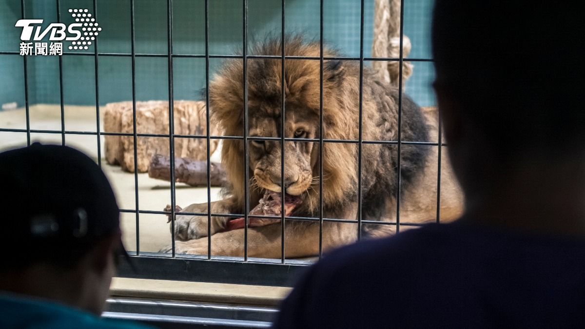 飼養員淪「餵食秀主角」!遭非洲獅瘋啃 頸部濺血當眾慘死