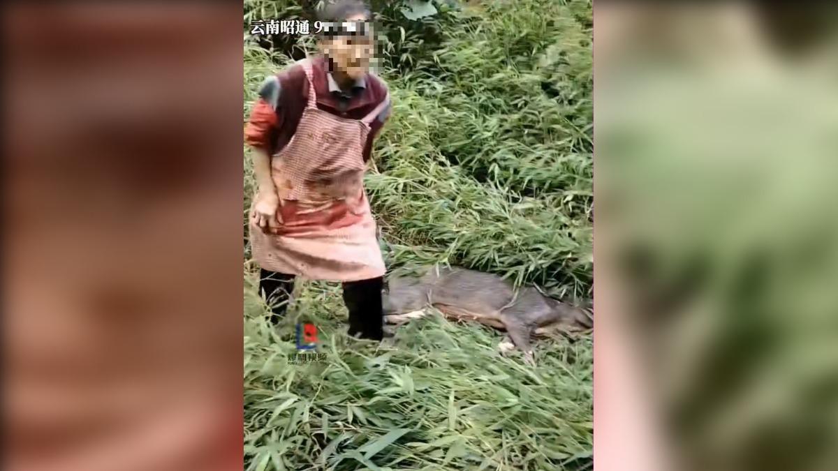 惹錯人!77歲陸婦上山被野豬咬傷 火大抄起鐮刀反殺