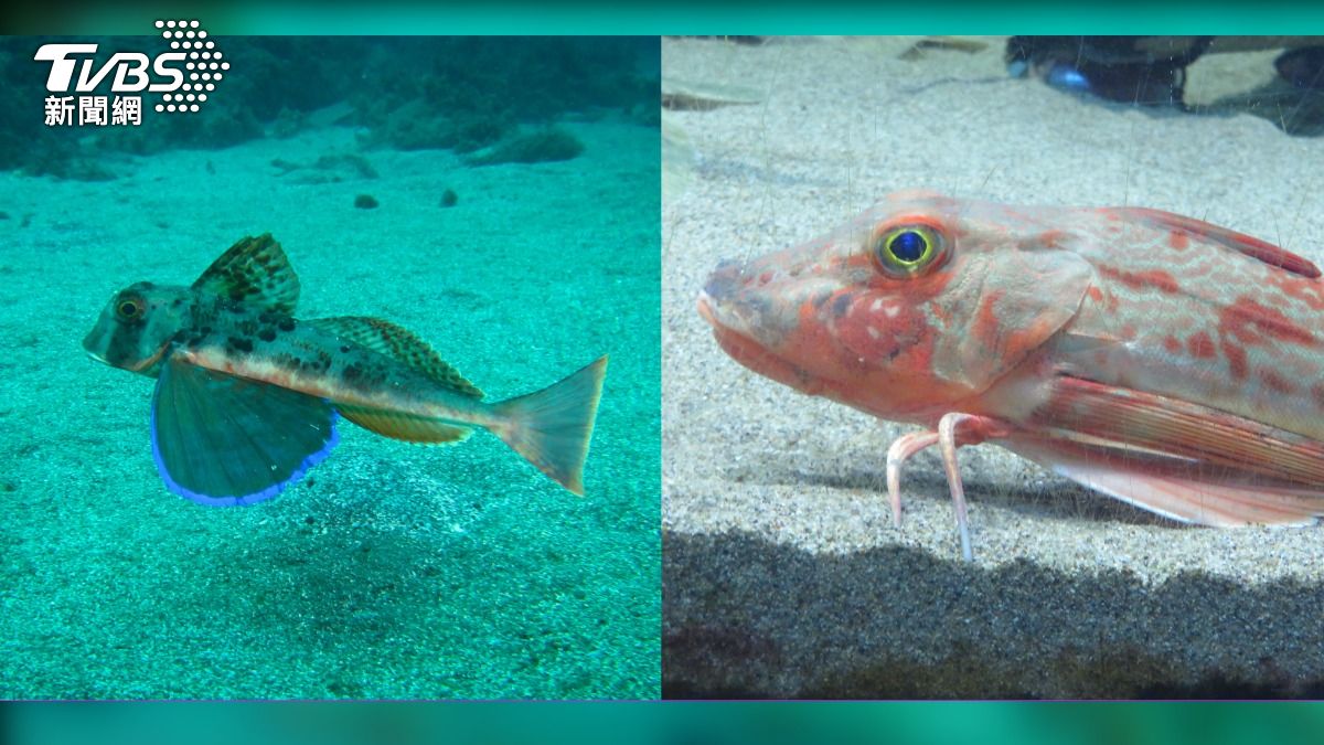 居然有腳!這種魚「像鳥又像蟹」 專家讚嘆:演化絕佳典範