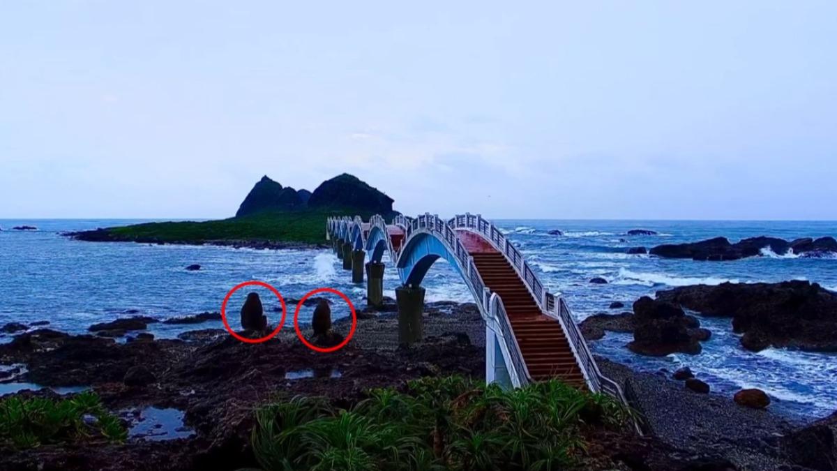 2隻獼猴突然出現在三仙台岸邊觀浪。(圖/翻攝自YouTube東部海岸國家風景管理處)