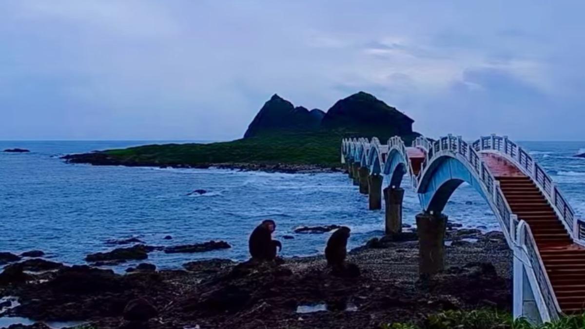 2隻獼猴坐在石頭上。(圖/翻攝自YouTube東部海岸國家風景管理處)