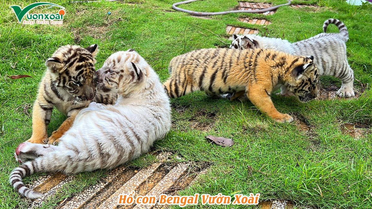 禽流感肆虐害慘越南動物園 47隻老虎與3頭獅子染H5N1死亡
