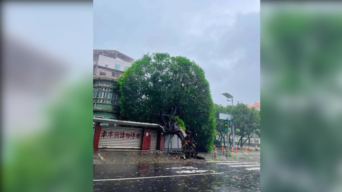 高雄知名打卡點「安全帽樹」倒了!疑不堪山陀兒強風大雨遭連根拔起