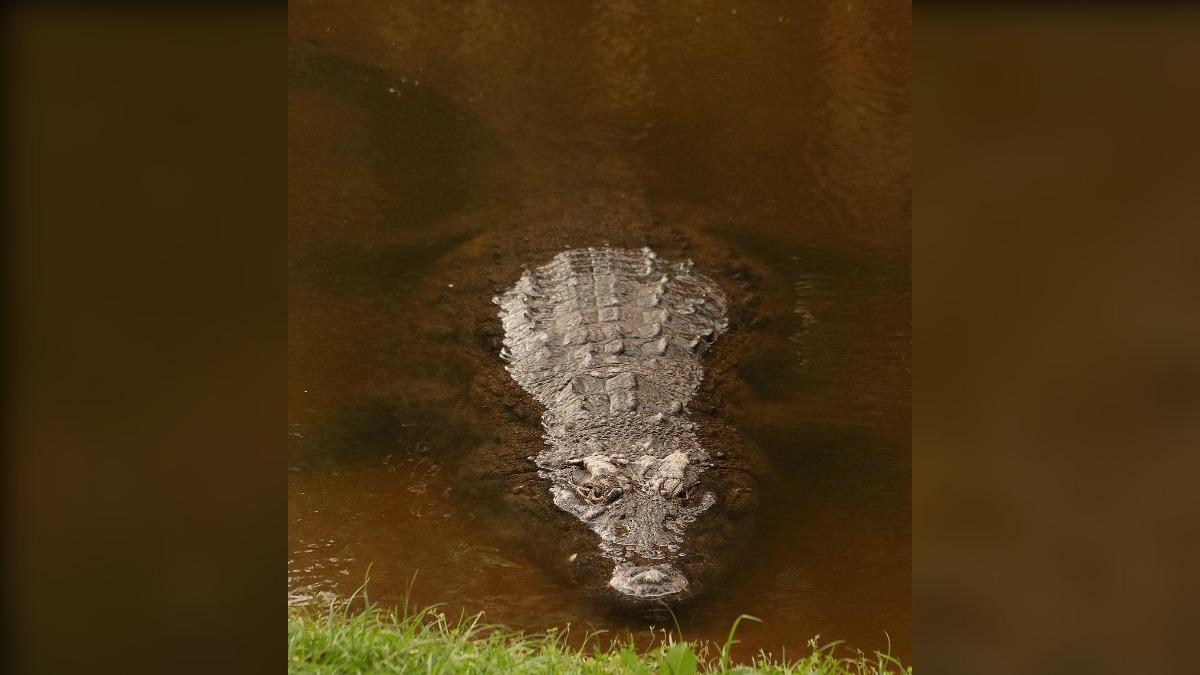 與亨利一起生活,高齡90歲的巨鱷「高露潔」。(圖/翻攝自Crocworld Conservation Centre)