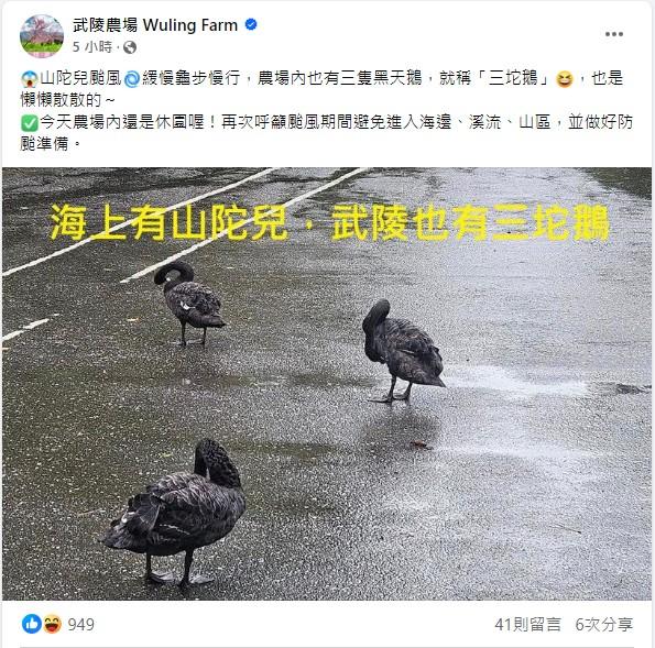 山陀兒登陸前,已有「三頭鵝」搶先亮相。(圖/翻攝自臉書武陵農場)