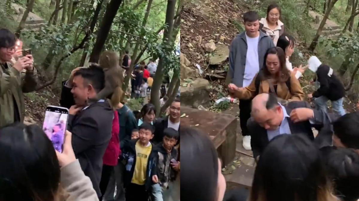 好「禿」然!遊客假髮慘被猴子硬摘尷尬模樣曝 網笑:大師兄火眼金睛