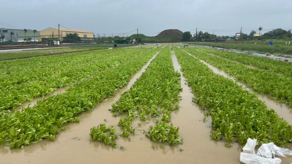 山陀兒重創高雄！農損金額估逾1億　芭樂、香蕉、番茄最慘