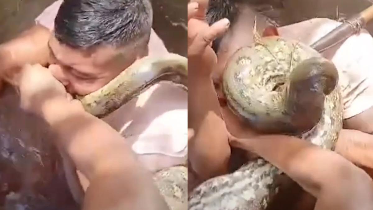 有片／巴西男遭全球最大蛇緊緊纏繞　「狠咬蛇頭」驚險脫困
