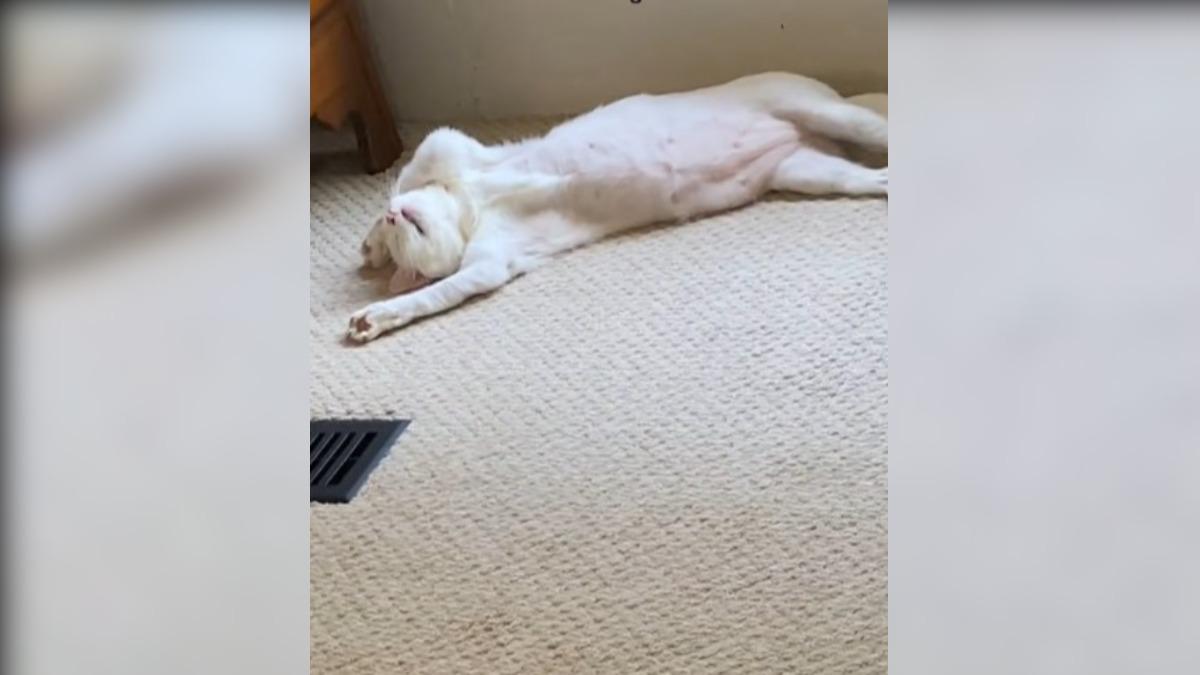 畫面中的白貓近日生下6隻小貓,由於一次要照顧6隻活力旺盛的小貓太過勞累。(圖/翻攝自TikTok@xheavens_icecreamx)