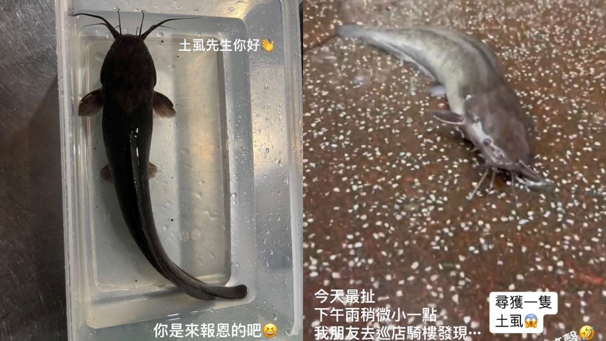 吳淑敏曬出朋友在路邊撿到魚。（圖／翻攝自IG）