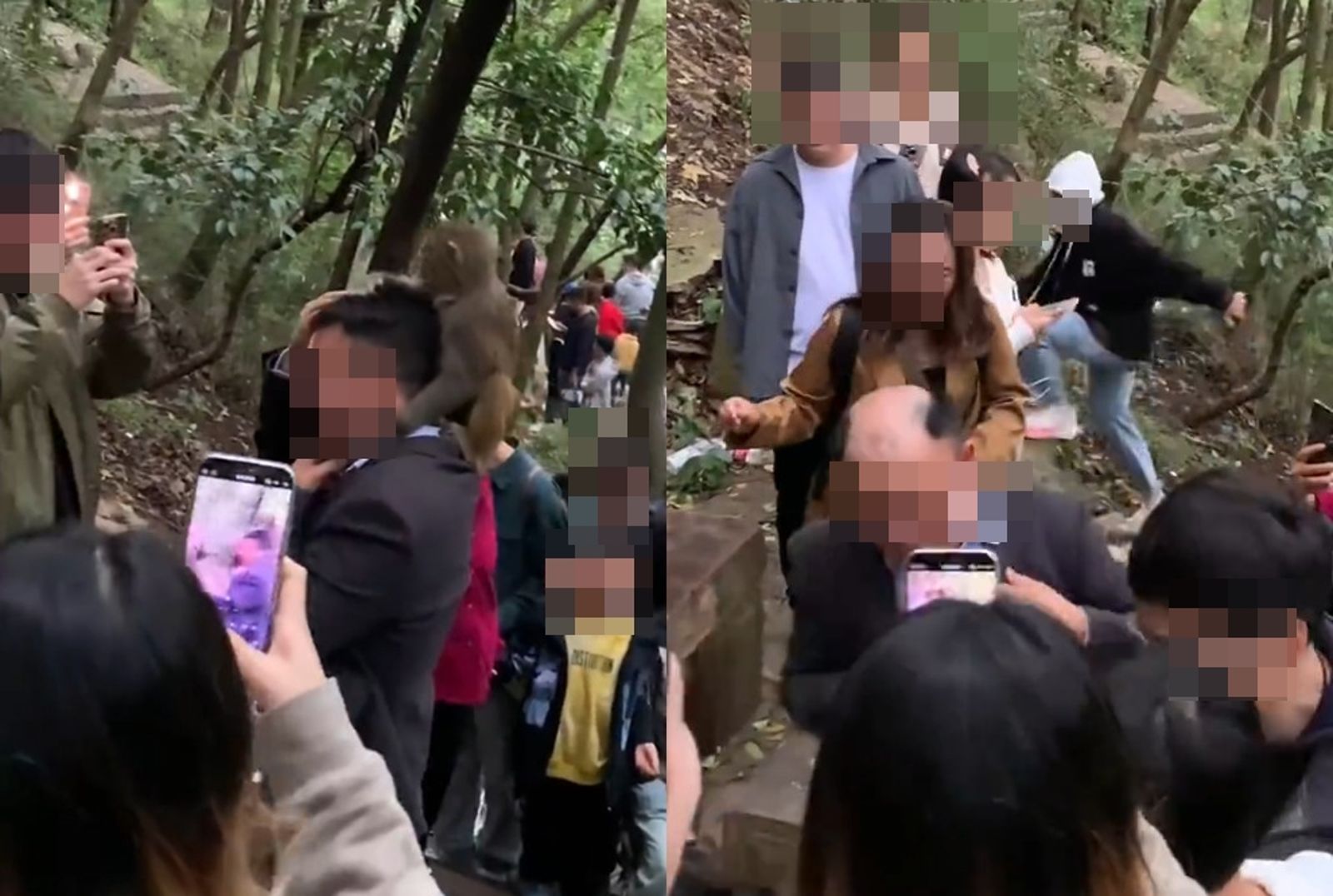 猴子有火眼金睛？跳陸遊客頭上一手掀假髮　網笑翻：悟淨別裝了