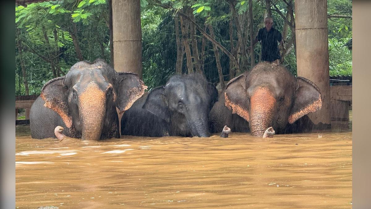 清邁遭遇嚴重洪災，當地動物園緊急轉移動物避難。（圖／翻攝自Elephant Nature Park）