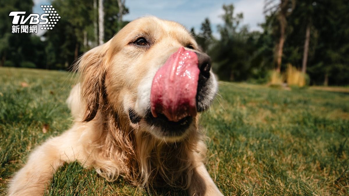目睹愛犬「被家人壓頭」!埋頭狂舔襠 他嚇瘋:內褲都脫了