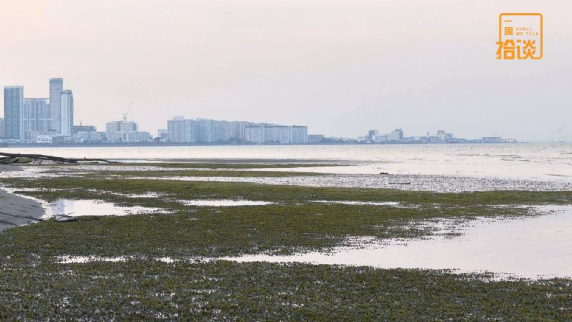 在靜默中等待消亡的海洋綠肺