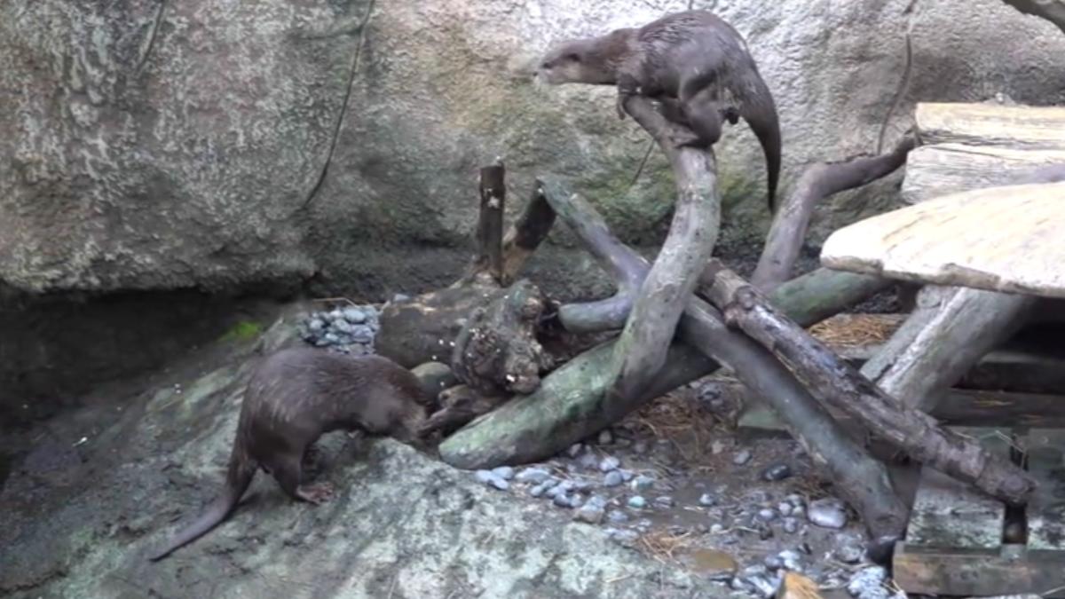 畫面提供/台北市立動物園
