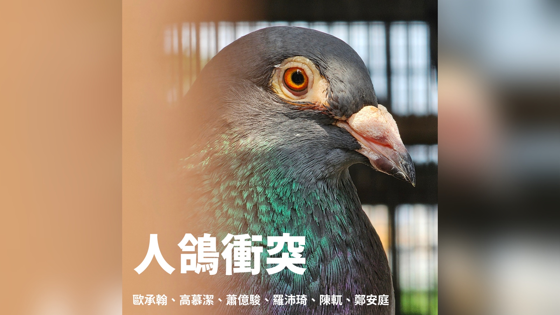 人鴿衝突