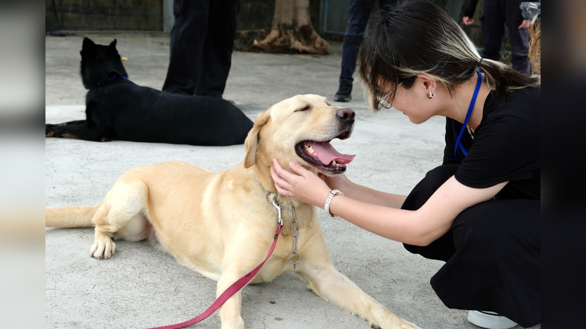 赤腳英雄退役後:搜救犬老後照護誰來擔?