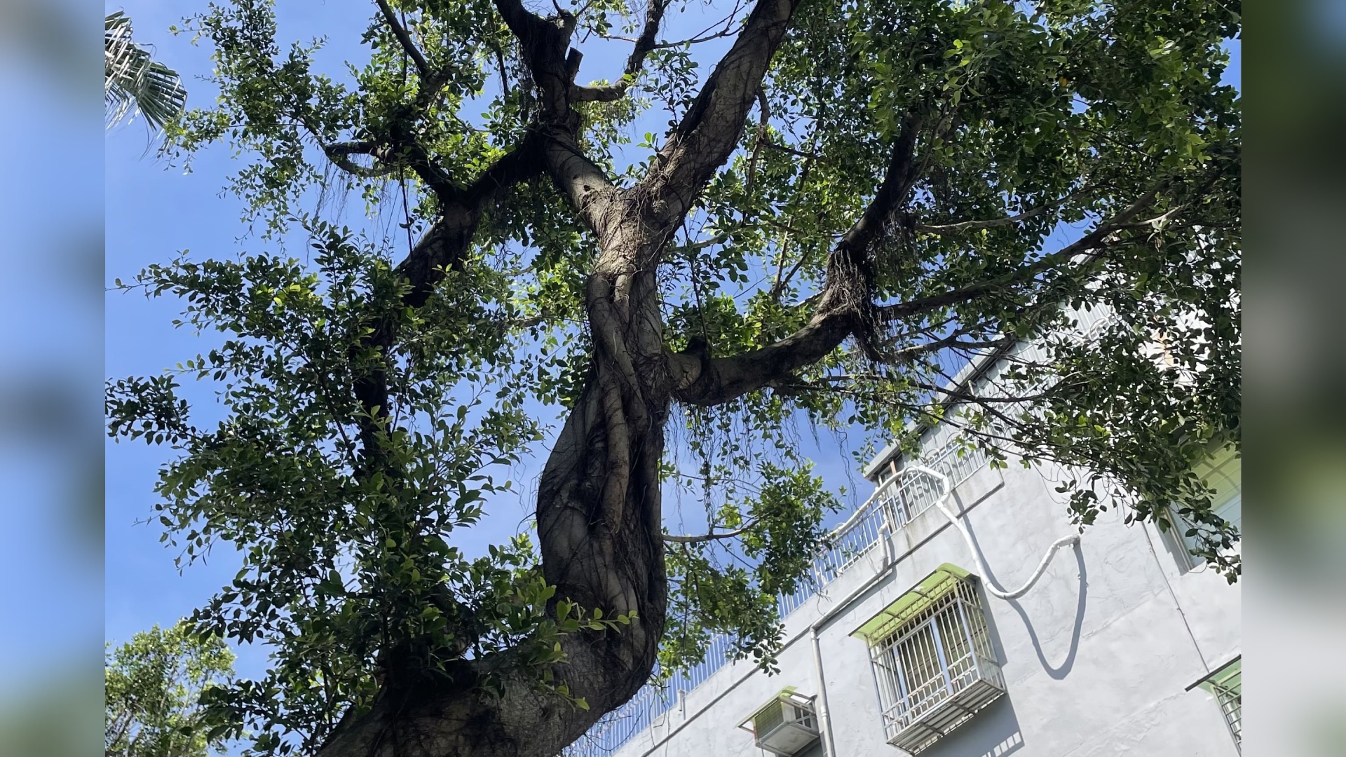 行道樹的去與留 都市環境的公民參與及永續治理